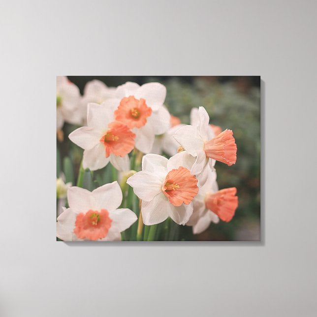 Daffodils Peach Canvas Print (Front)