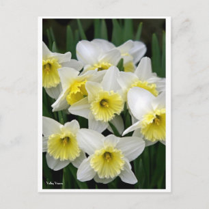 Daffodils Postcard