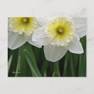 Daffodils Postcard