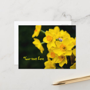 Daffodils Postcard