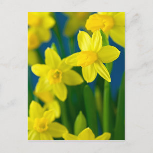 Daffodils Postcard