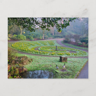 Daffodils  postcard