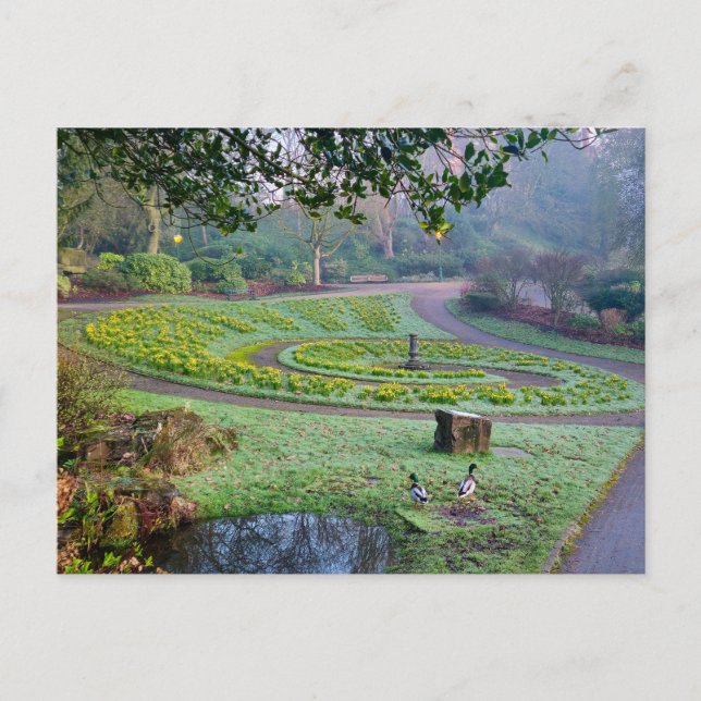 Daffodils  postcard (Front)