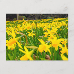 Daffodils  postcard