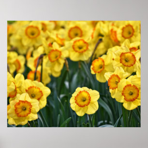 Daffodils Poster