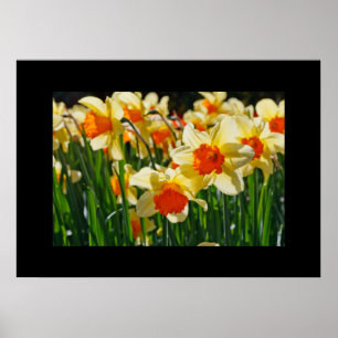 Daffodils Poster