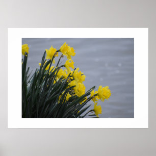 Daffodils poster