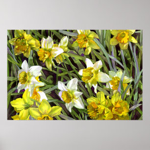 Daffodils Poster Print
