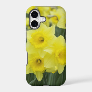 Daffodils RF)