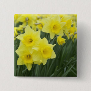 Daffodils RF) 2 Inch Square Button
