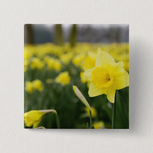 Daffodils (RF) 2 Inch Square Button