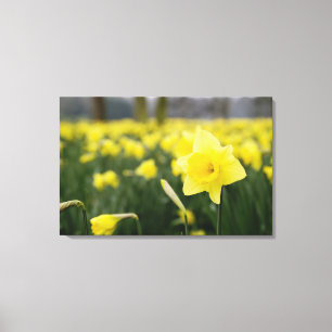Daffodils (RF) Canvas Print