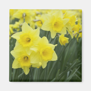 Daffodils RF) Magnet