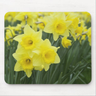 Daffodils RF) Mouse Pad