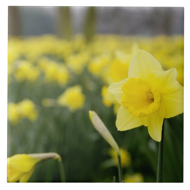 Daffodils (RF) Tile (Front)