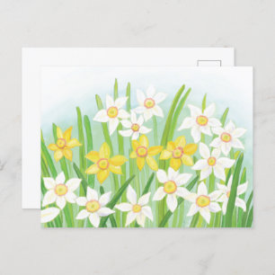 Daffodils signs of spring  Postcard