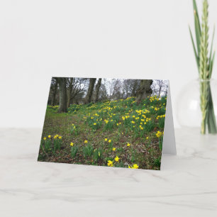Daffodils. Sophia Gardens, Cardiff, Wales. UK Card