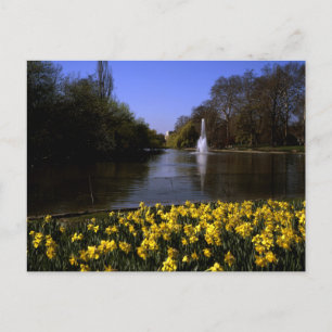 Daffodils St James's Park London Postcard