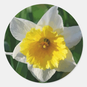 Daffodils Symbolize Renewal - Sticker