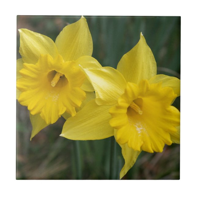 daffodils tile (Front)