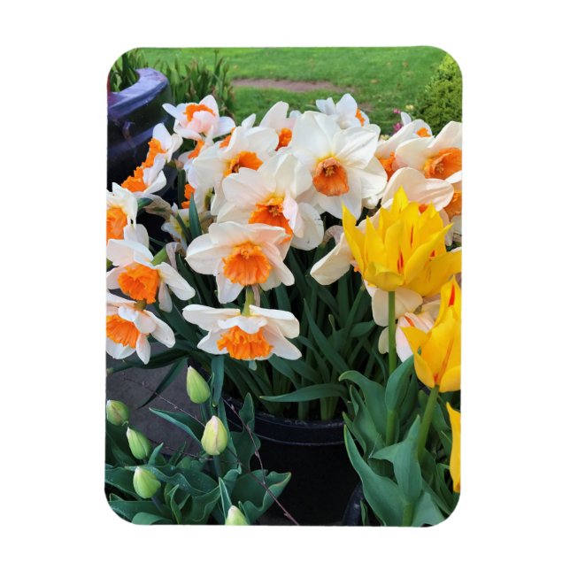Daffodils & Tulips, Oregon Magnet (Vertical)