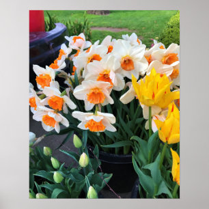 Daffodils & Tulips, Oregon Poster