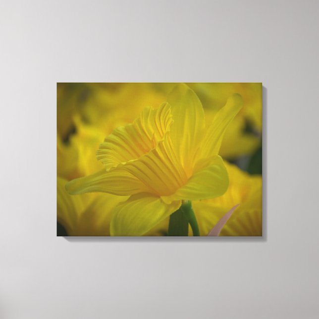 Daffodils up close canvas print (Front)