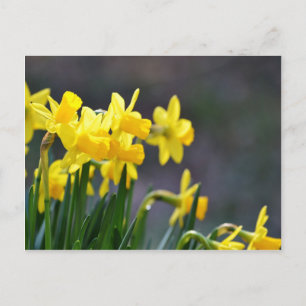 Daffodils Upclose Postcard