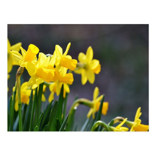 Daffodils Upclose Postcard