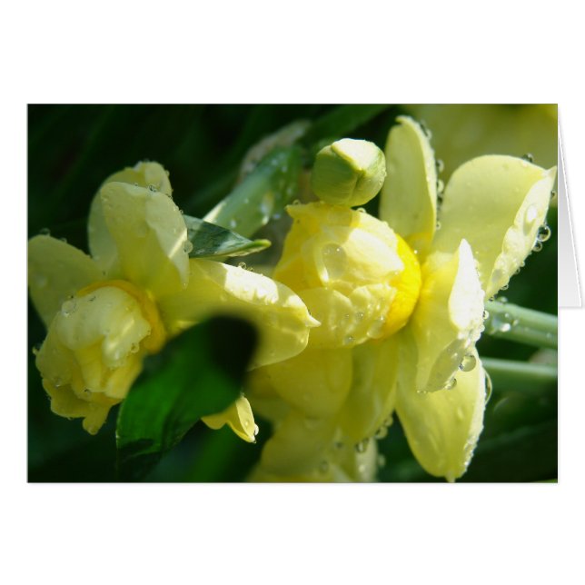 Daffodils With Water Droplets (Front Horizontal)