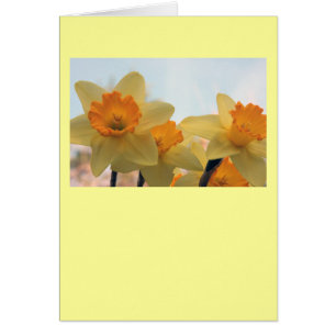 Daffodilux