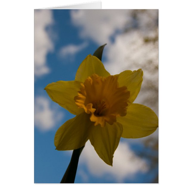 Daffodique au printemps (Devant)