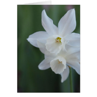 Daffodique blanc