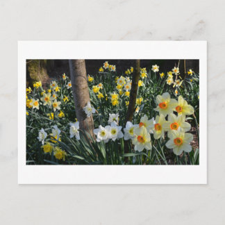 Daffodique Dell : Cheshire, England Carte postale
