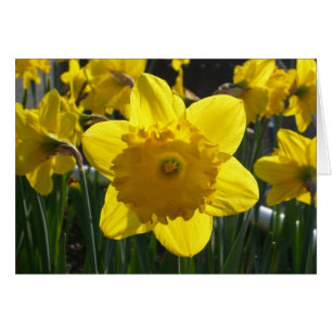 Daffodique éclairé