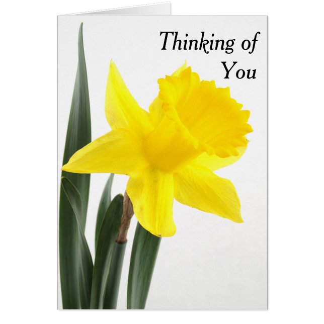 Daffodique simple Jaune Narcisse (Devant)