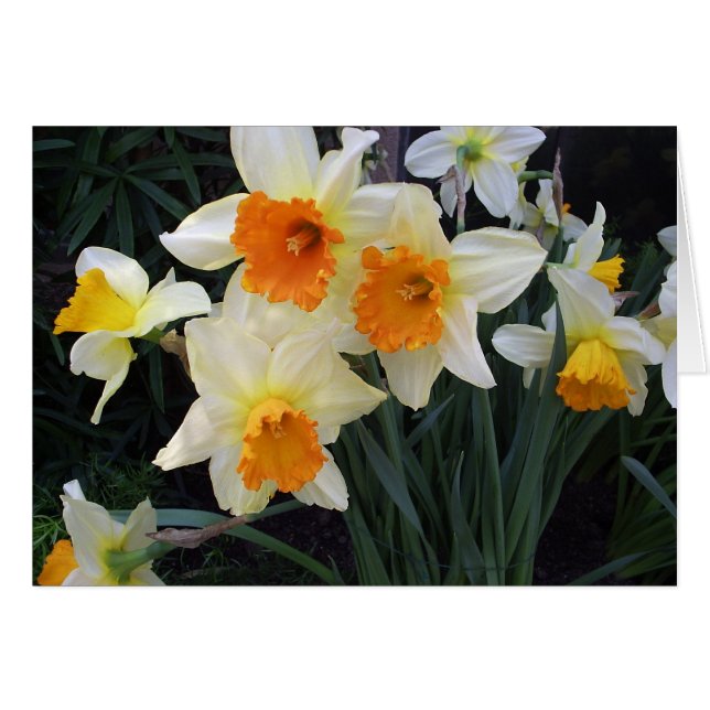 Daffodiques (Devant horizontal)