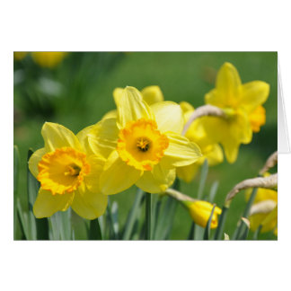 Daffodiques