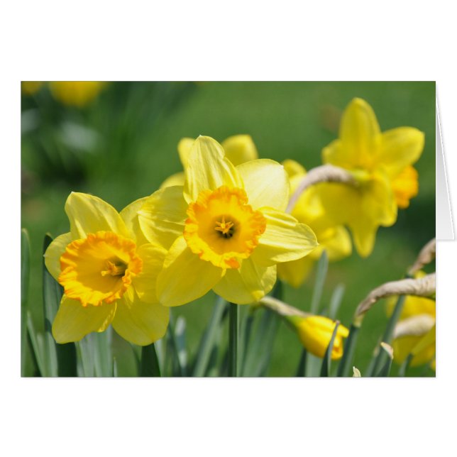 Daffodiques (Devant Horizontal)