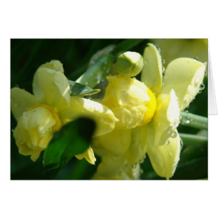Daffodiques avec gouttelettes d'eau