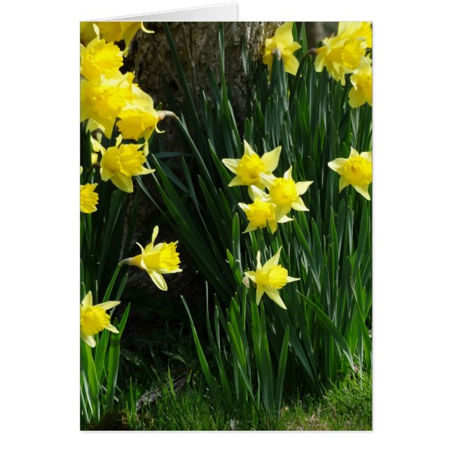 Daffodiques de printemps (Devant)
