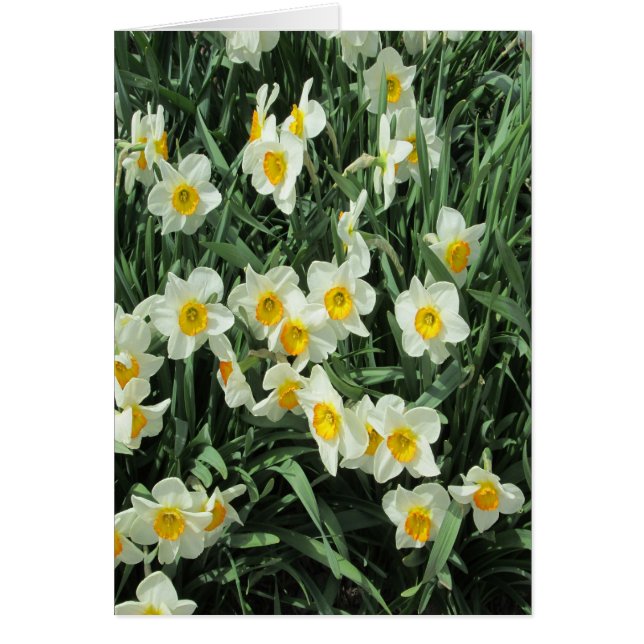 Daffodiques jaune blanc (Devant)