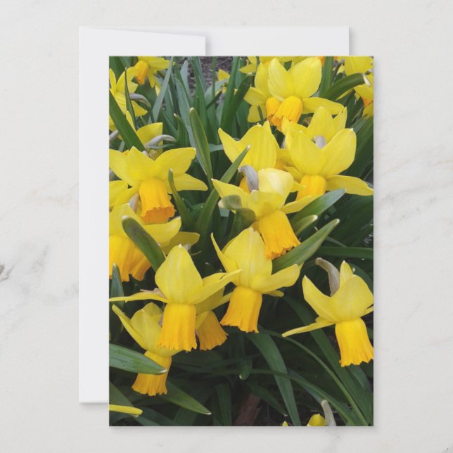 Daffodiques vierges au Canada Carte florale (Devant)