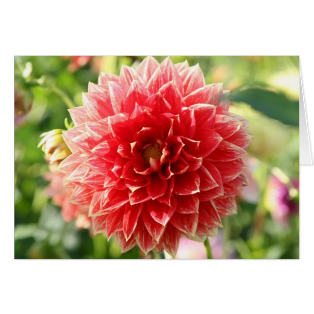 Dahlia (Front Horizontal)