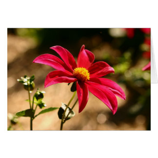 Dahlia
