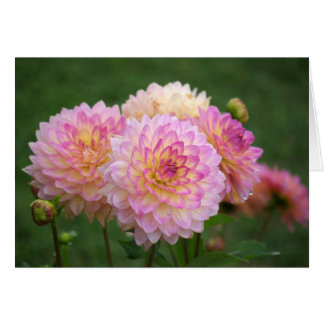 Dahlia