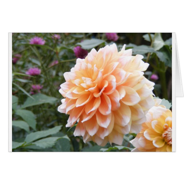 Dahlia (Front Horizontal)