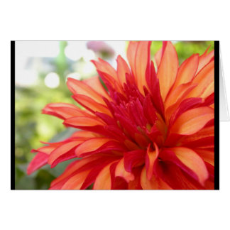 Dahlia