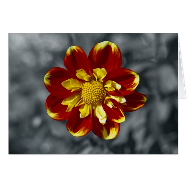 Dahlia (Front Horizontal)