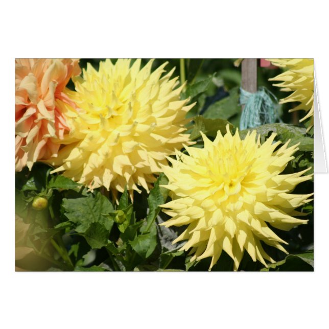 Dahlia 4 (Front Horizontal)